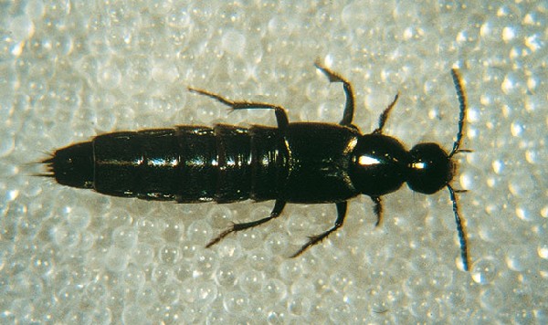 rovbille